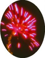 「線」でなく「点」で表現　高貴な気品　紫牡丹【打上げ花火】